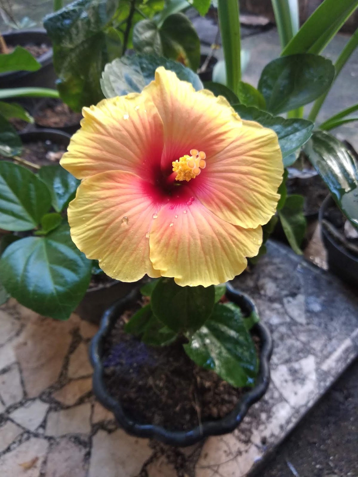 Menanam Hibiscus Dalam Pot