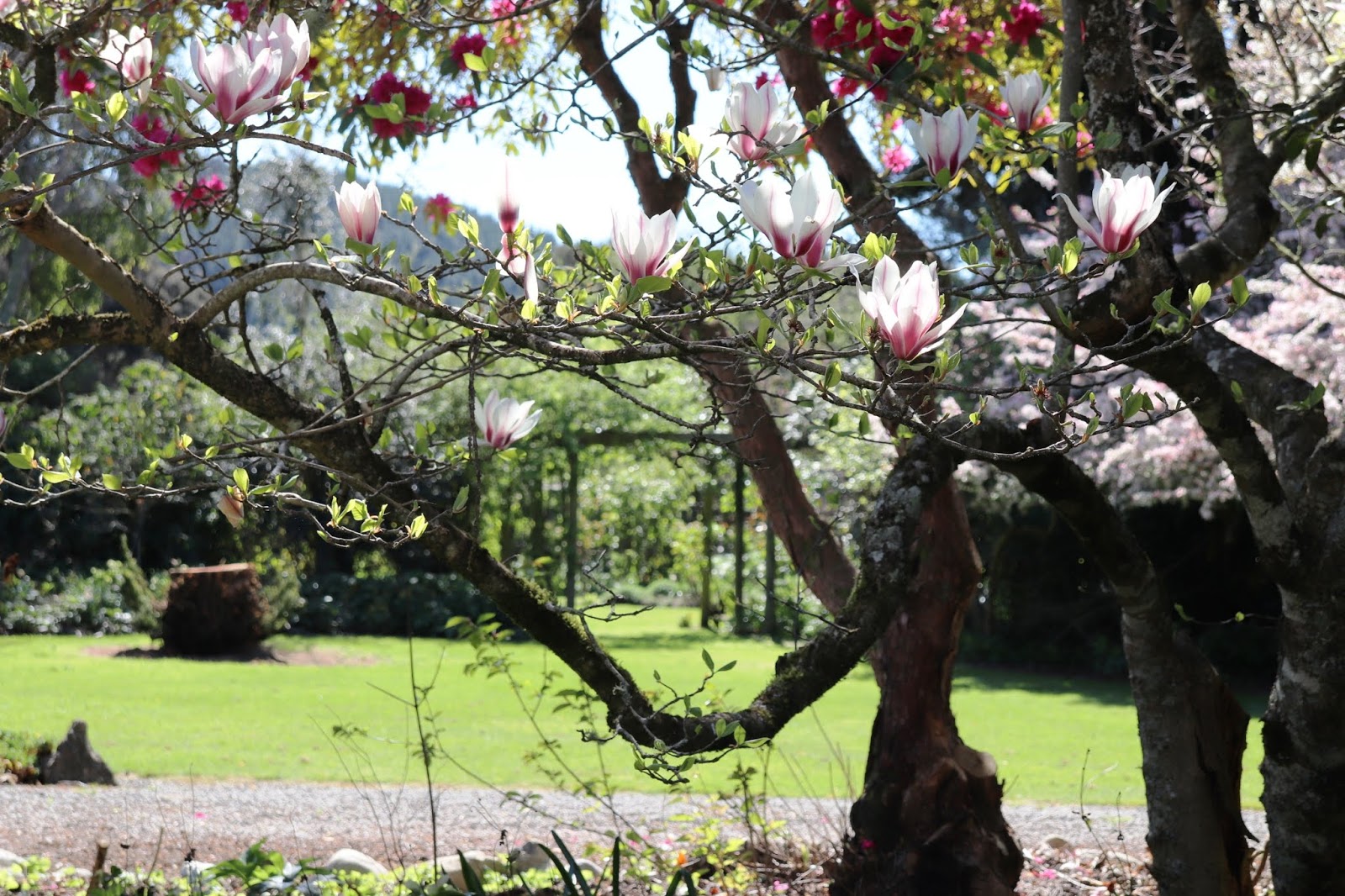 Dursley Garden Wairarapa, NEW ZEALAND Tulips, Tulips, Tulips