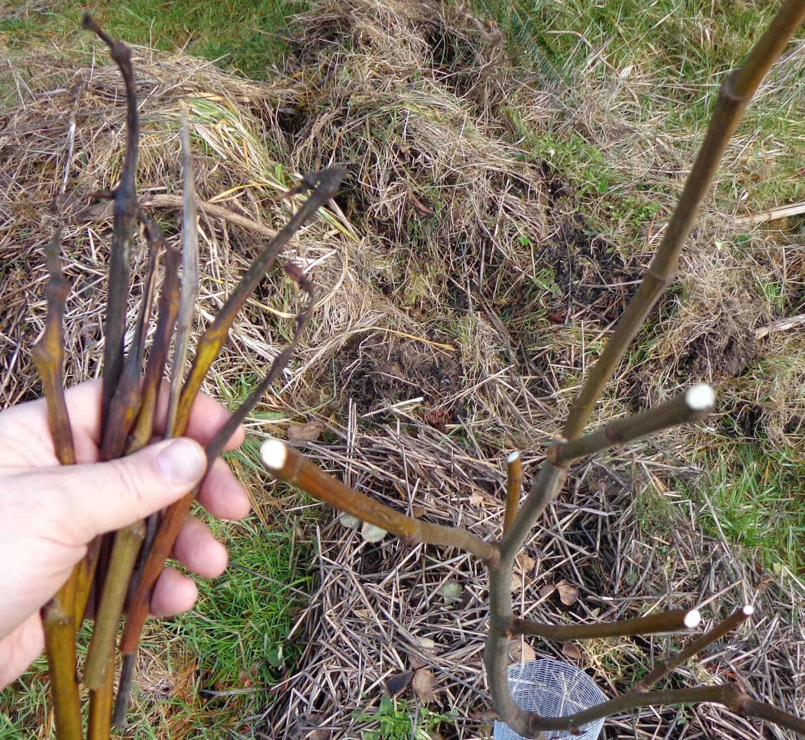 Daniel's Pacific NW Garden Fig Tree Progress Report. Pruning Freeze