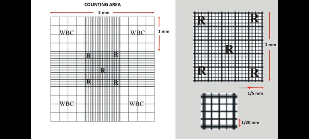 Manual Cell Counting Using Neubauer Chamber RBC Count WBC Count