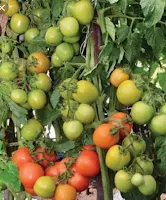 tomat tm marvel, jual benih hibrida murah, benih tomat berkualitas, benih tani murni, budidaya tomat, toko pertanian, toko online, lmga agro