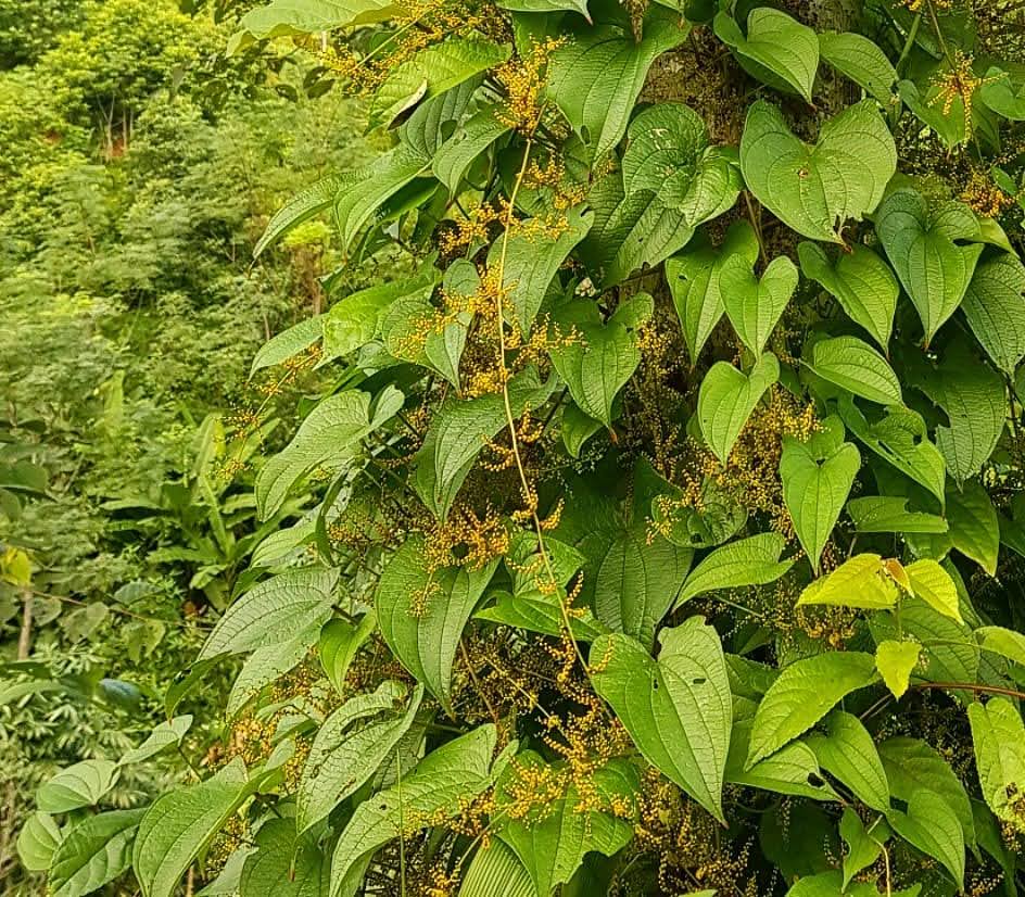 TÌNH YÊU CÂY CỎ ĐV 8 - Page 75 3Dioscorea%2Bhamiltonii
