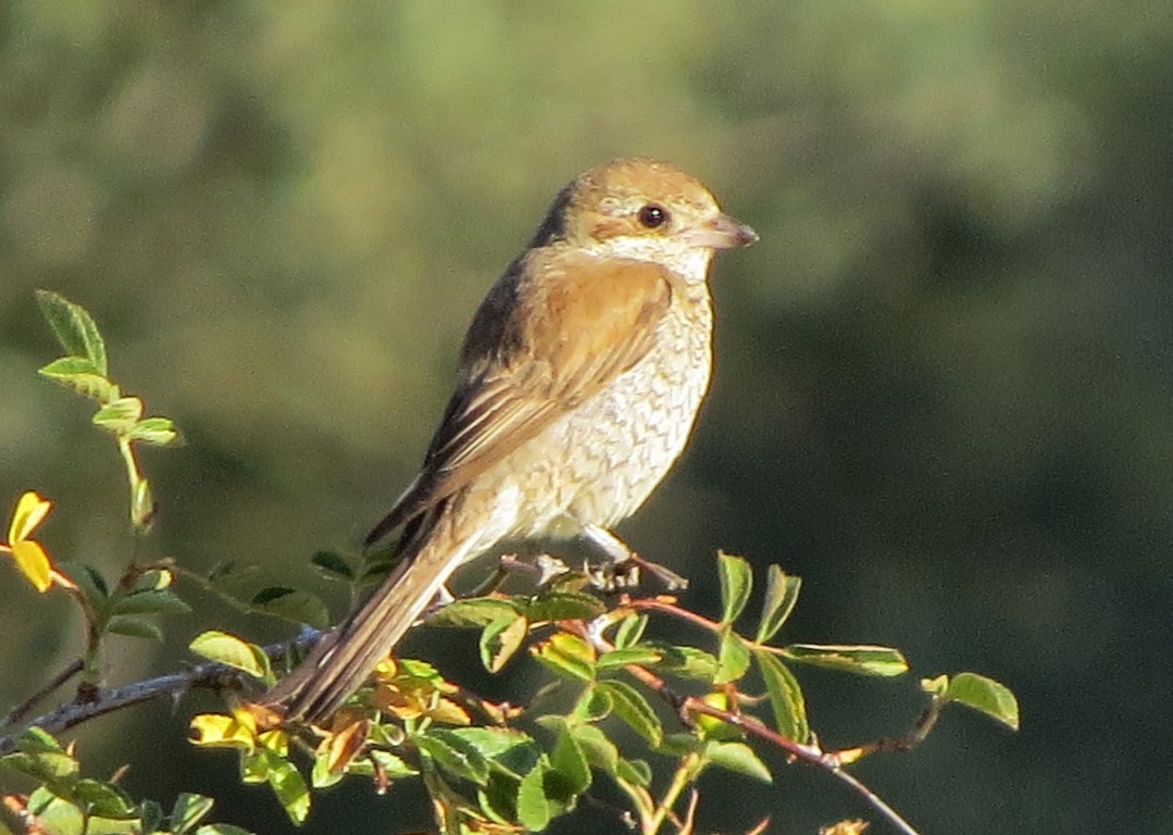 BIRDINGLEON Barrientos de la Vega en agosto.