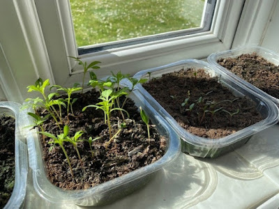 Small seedlings in trays on windowsill