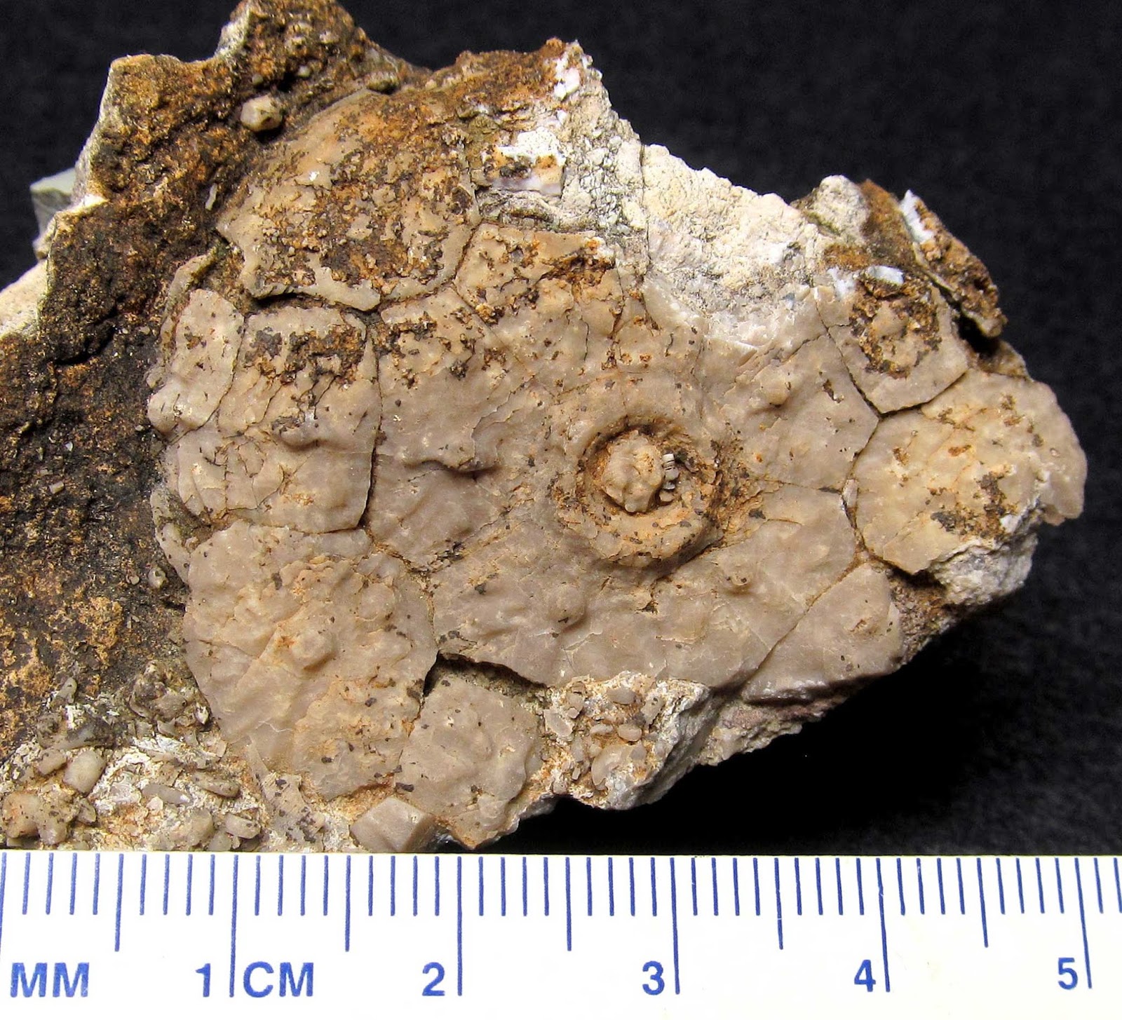 Louisville Fossils and Beyond Dolatocrinus Crinoid Calyx Fossil