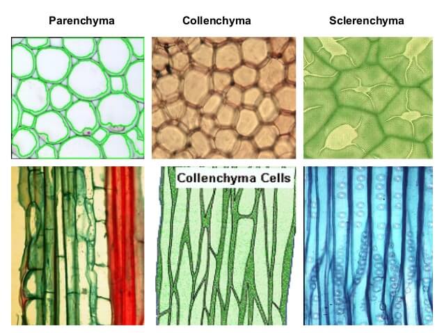 Jelaskan perbedaan antara jaringan kolenkim dan sklerenkim pada tumbuhan dewasa
