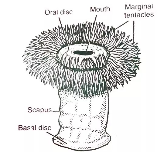 Draw the diagram of sea anemone.