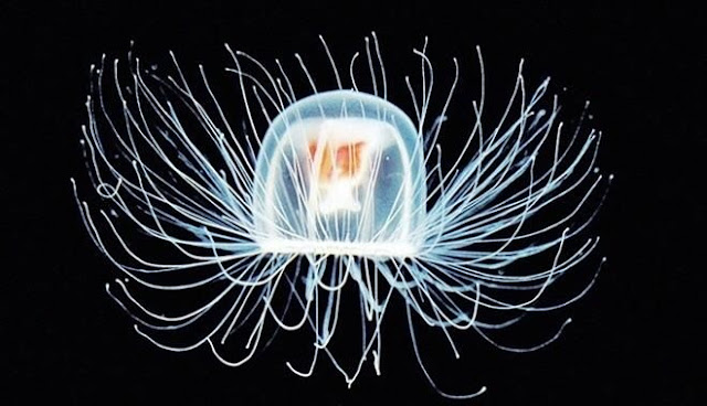 Turitopsis dohrnii (Immortal jellyfish)