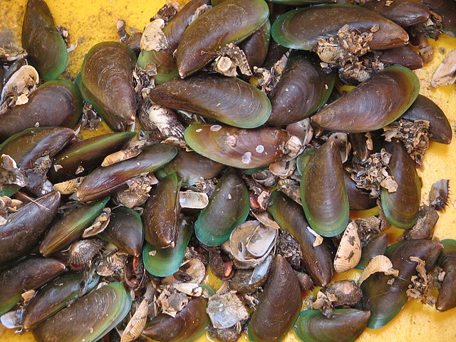 Cara Proses Siput Sudu Langkah Demi Langkah Sebelum Dimasak