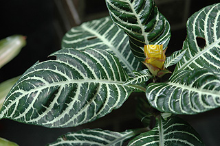 アフェランドラダニア