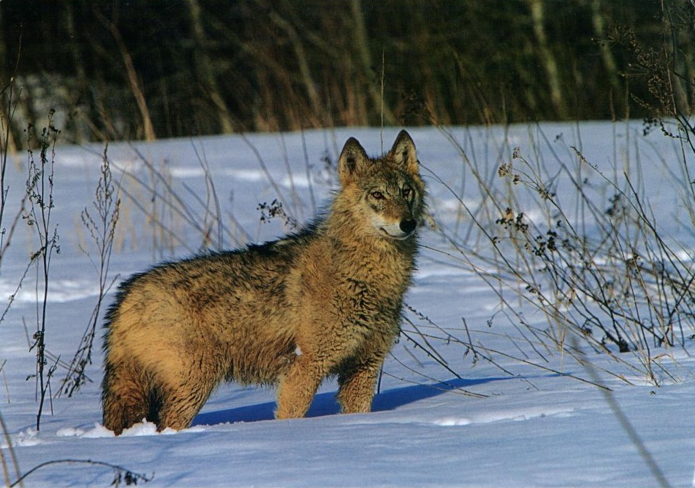 Рыси лисы волки