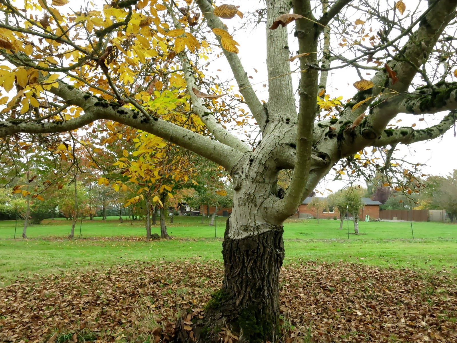 Pacific Northwest Seasons Down on the Farm Willamette Valley Walnut