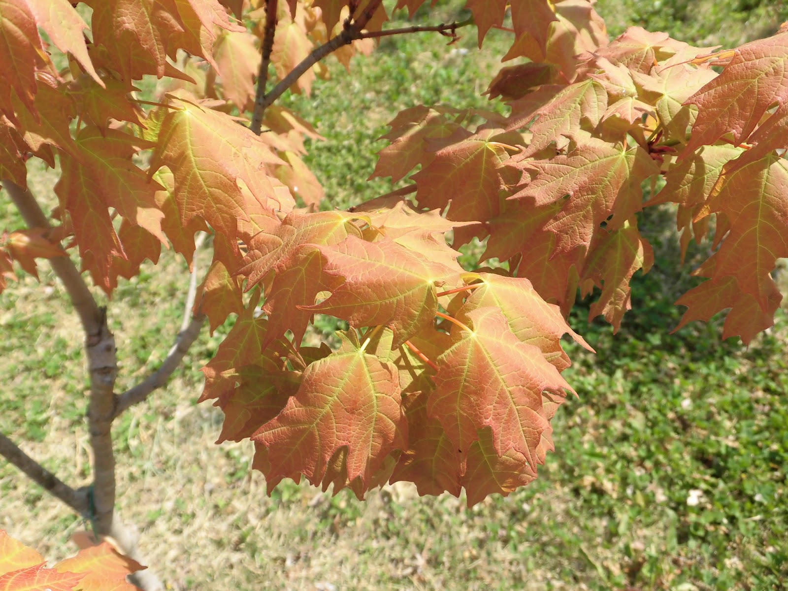 60歳で無職の優雅な日々: カエデ・Chalk Maple