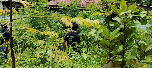 Green Man uses revolutionary Miyawaki Method to grow a dense forest in just 7 months at Shahid Smriti Van Udhna