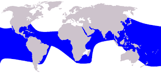 Pantropik benekli yunusu doğal yaşam alanı haritası
