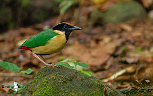 Ornate Pitta