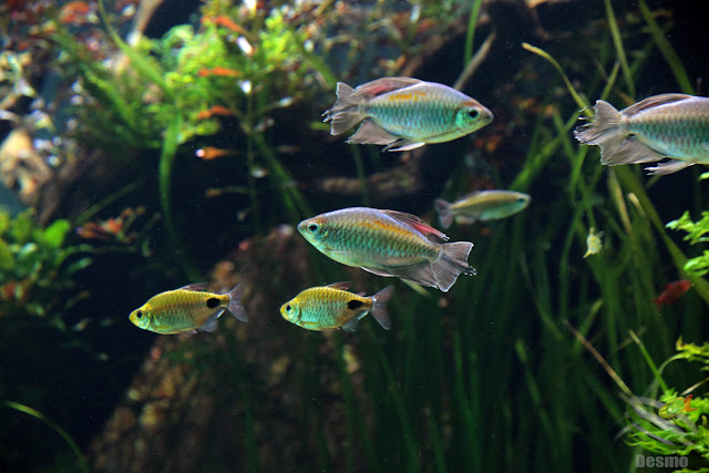 リスボン水族館 『水中の森』