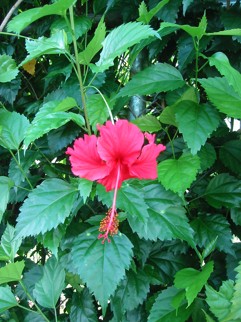 Hibiscus flower/Japha/Jasvand 🌺 Health benefits, application