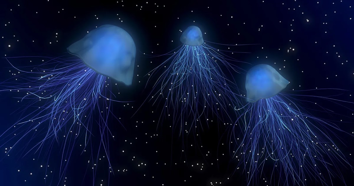 Why NASA Sent Thousands Of Jellyfish To Space In The Early 1990s Wikihubs24