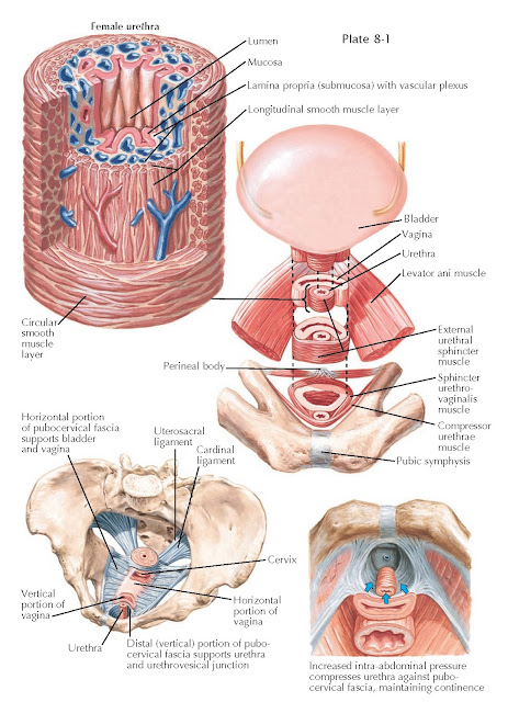 ANATOMY OF FEMALE URINARY CONTINENCE MECHANISMS