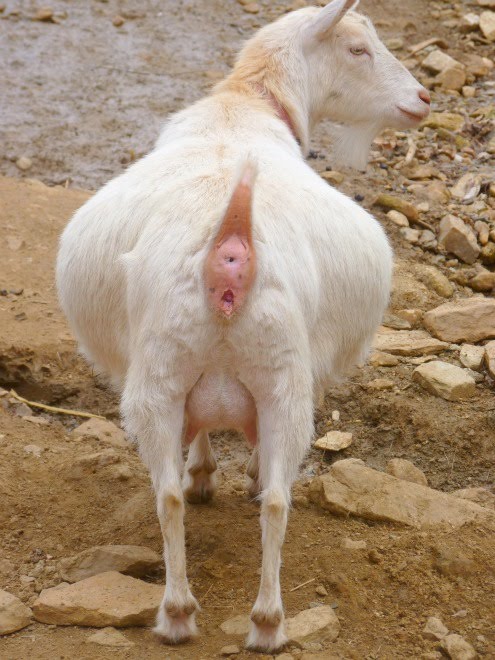 The real goat â�¤ï¸�â€�         nude photos