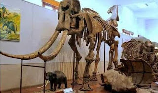 fosil gajah purba Bentuk atau Jenis Sumber Sejarah