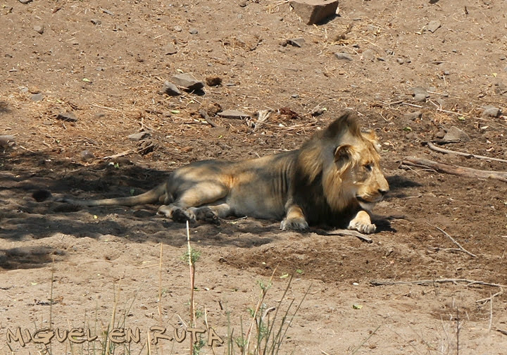 León macho Shishangan