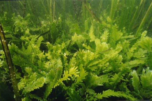alga fucus