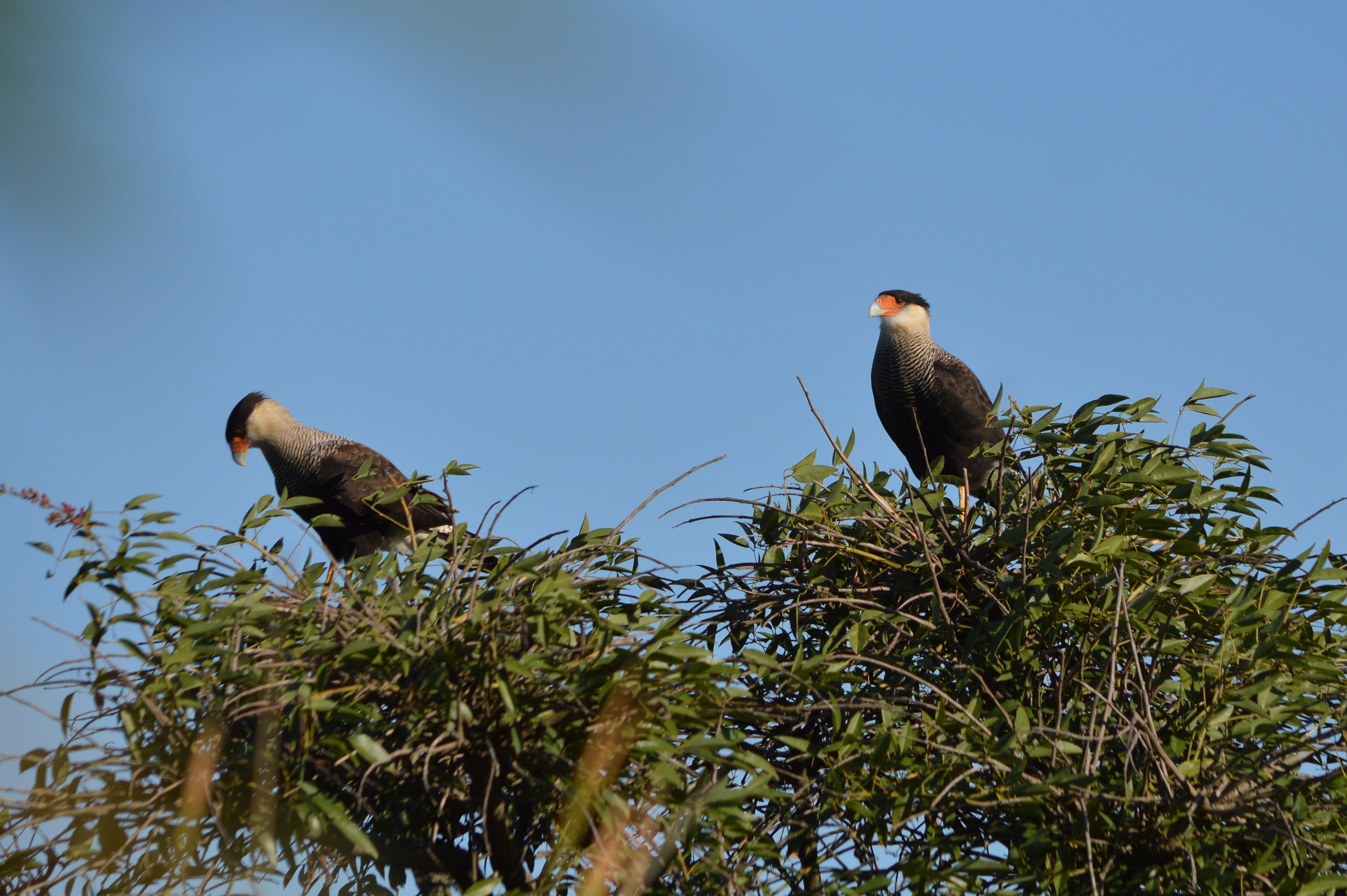Caracara plancus