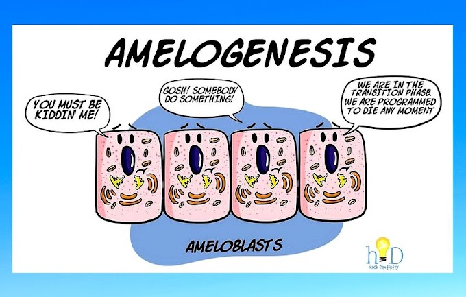 AMELOGENESIS: Stages of enamel formation