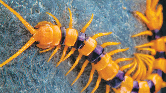 Top 10 loại côn trùng và động vật có nọc độc nguy hiểm nhất thế giới