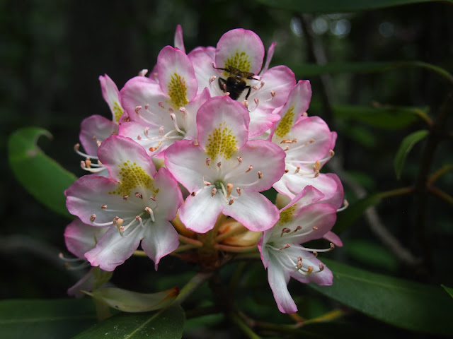 Rhododendron in bloom at Pachaug State Forest in Connecticut