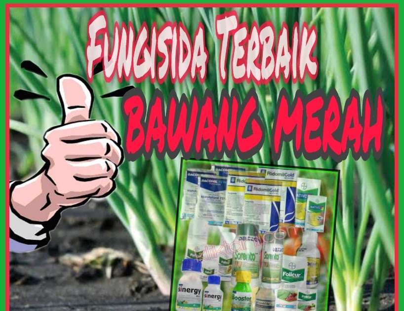 Fungisida Terbaik Untuk Bawang Merah Dalam Menghadapi Berbagai Penyakit Kliktani Com