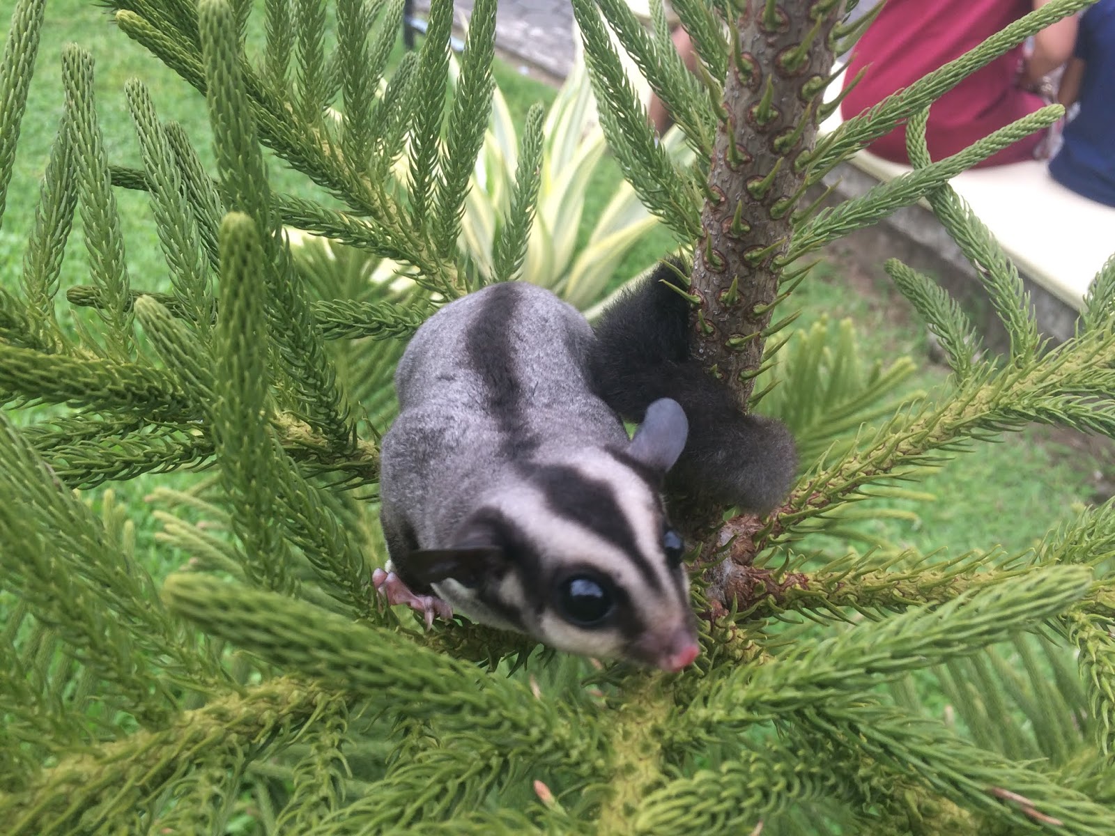 Apa Itu Sugar Glider