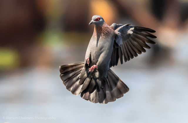 Landing Sequence of a Speckled Pigeon, Woodbridge Island Image Copyright Vernon Chalmers Photography