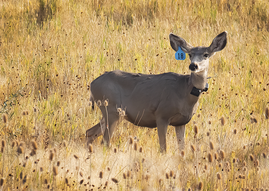 female mule deer sounds female mule deer sounds