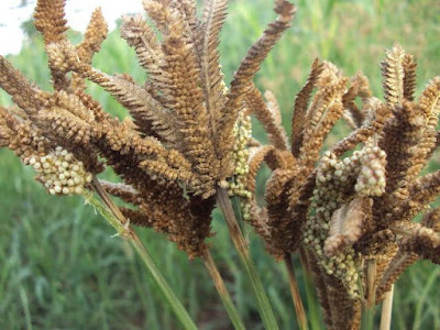 mandua ragi benefits in hindi