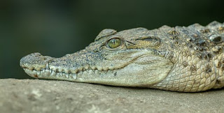crocodylus-intermedius