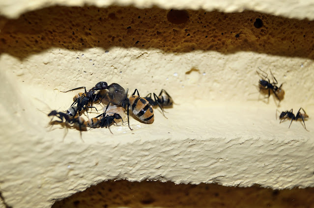fazendinha-evolução-parentesco-genética-formigas