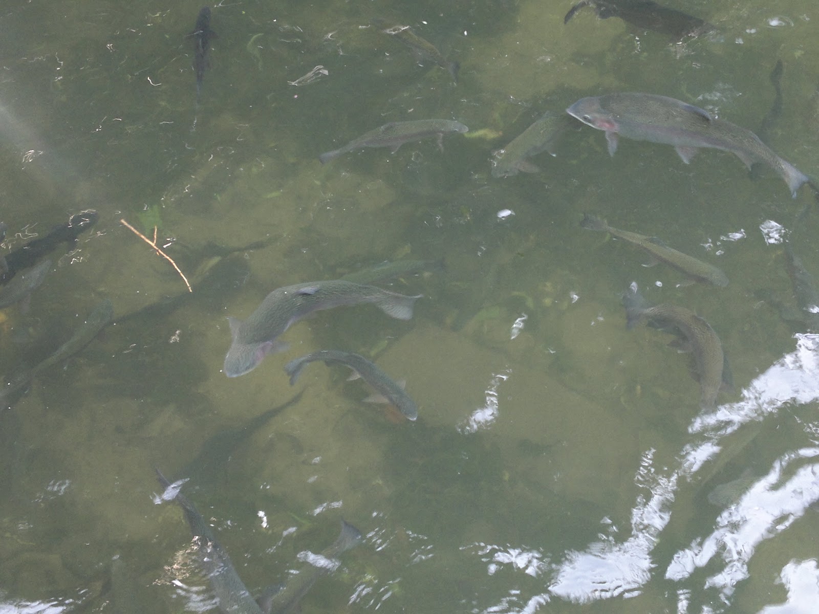 Go Fishing With Cadbury Angling Dry Fly Fishing on the Derbyshire Wye