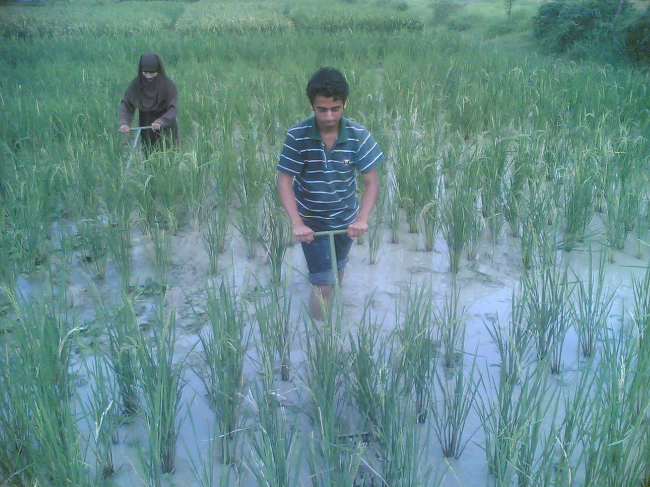 WEEDS IN AGRICULTURAL FIELD WEED MANAGEMENT