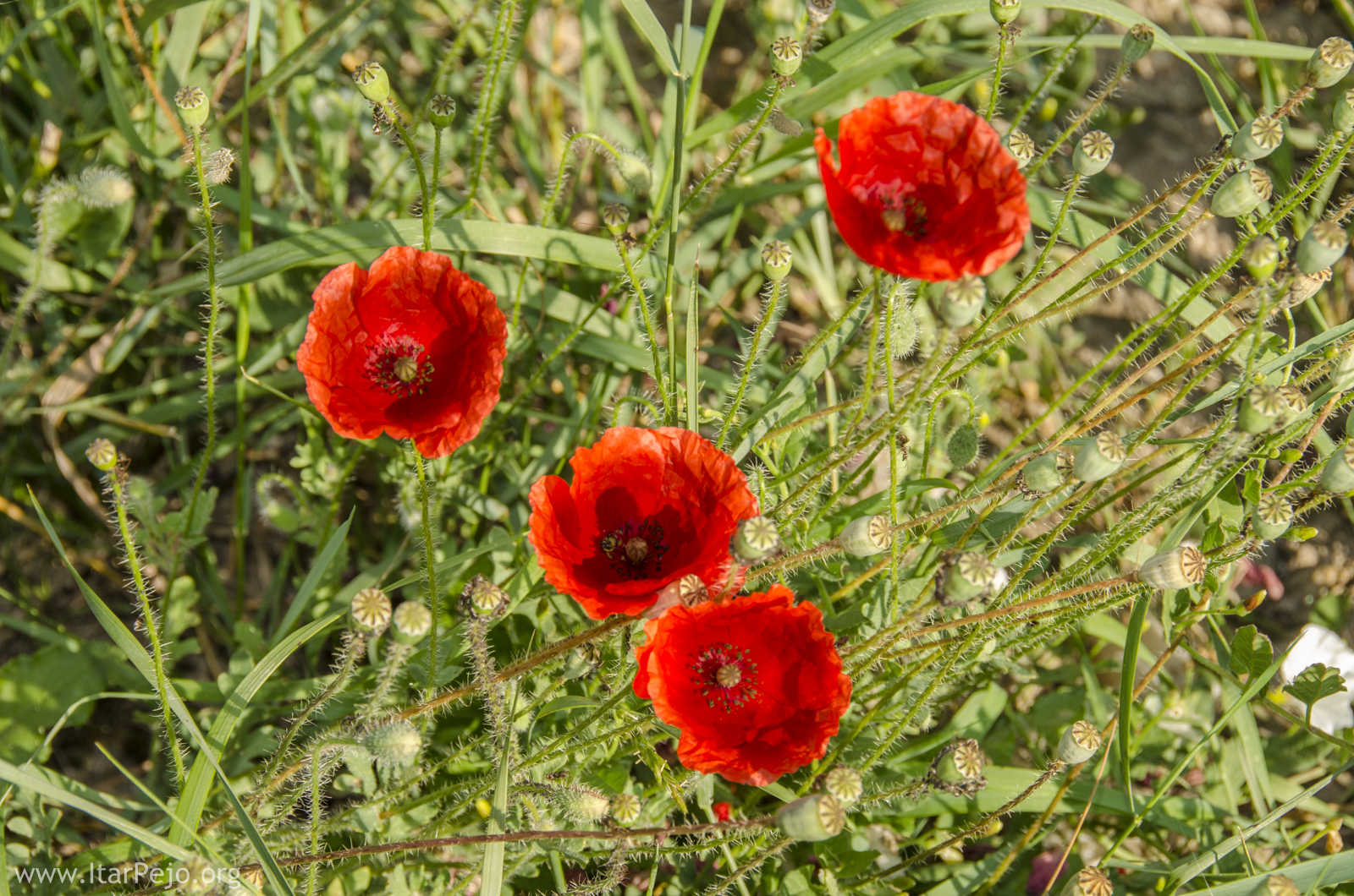 Mariovo Macedonia Photo Gallery Part 2 Macedonia Nature