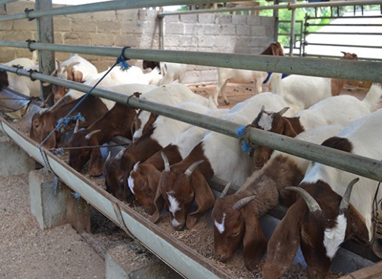 Foto Kambing Saanen Penghasil Susu Rendah Lemak