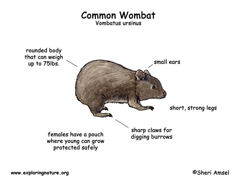 Wombat перевод. Строение вомбата. Вомбат строение тела. Анатомия животного вомбат. Вомбат особенности строения.