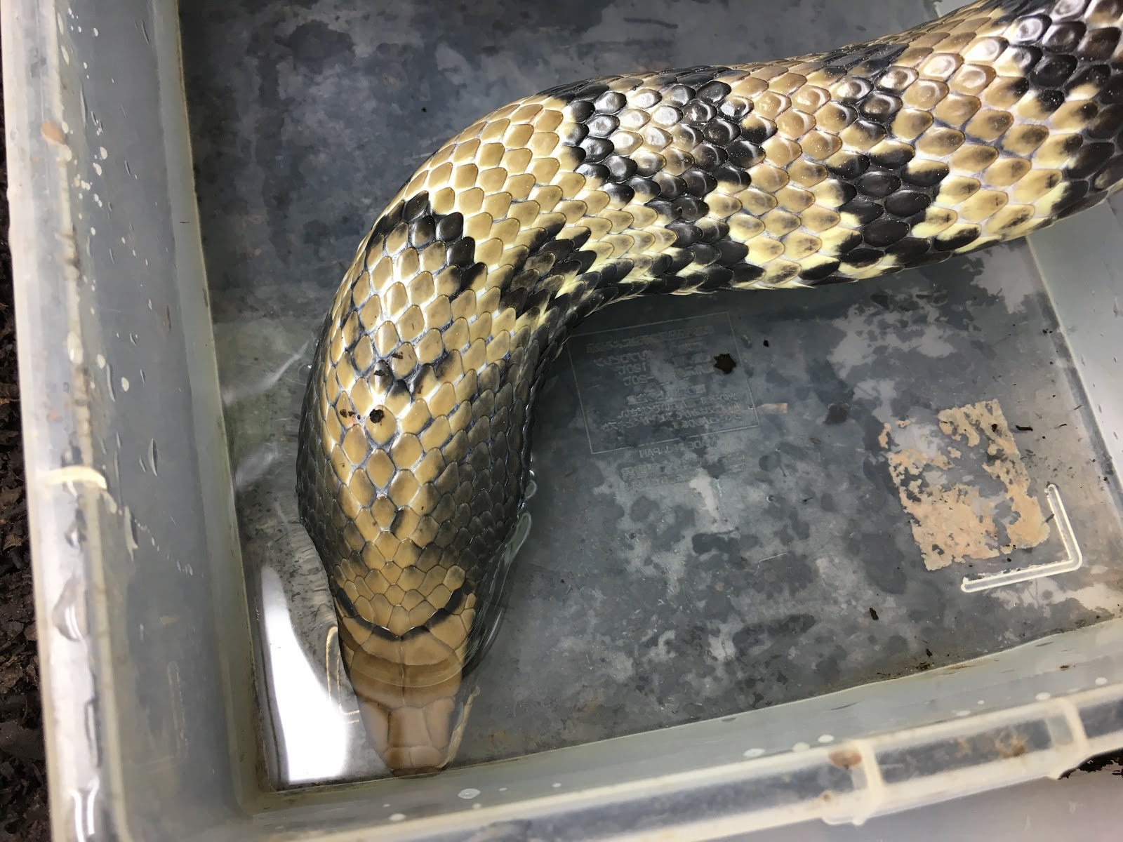 田舎の蛇屋blog もっと強い蛇を探して ミズコブラモドキ