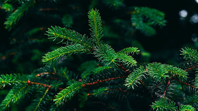 Spruce wallpaper, branches green free HD