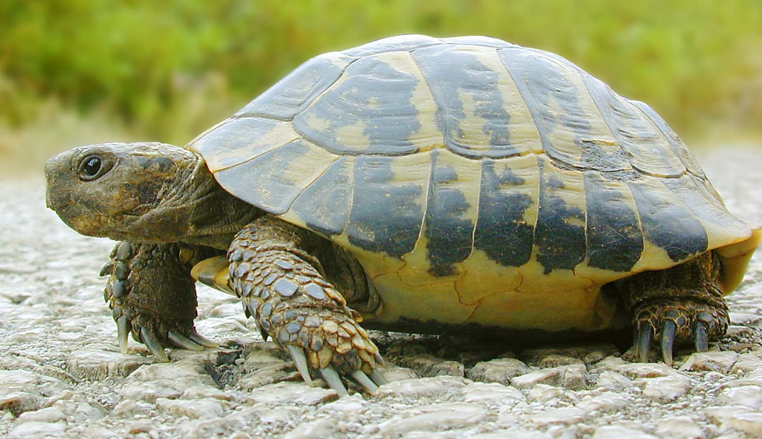 Een ComplotTheoreticus komt tot Leven Dag 269 Zoals een schildpad Een ComplotTheoreticus komt tot Leven Dag 269 Zoals een schildpad