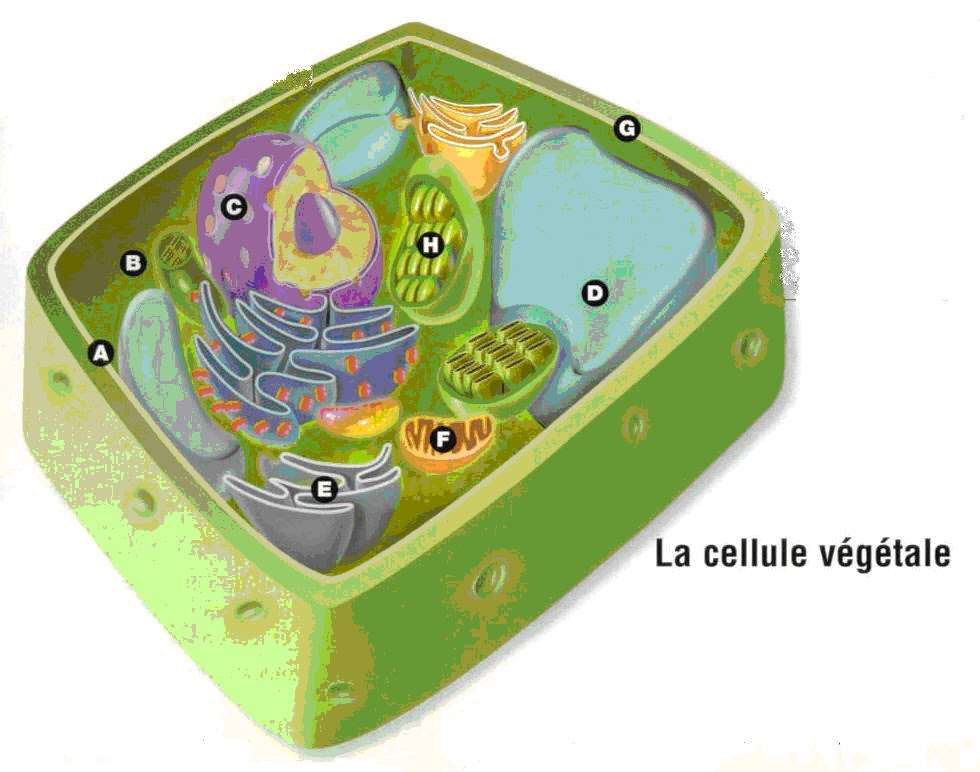 Paroi cellulosique cellules (animales et végétales