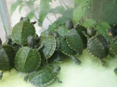 Cara Ternak Kura Kura Brazil Ternak Ikan Hias