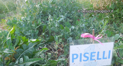 orto biologico biodinamico consociazioni giardinaggio aiuole trapianti piselli pomodori fragole